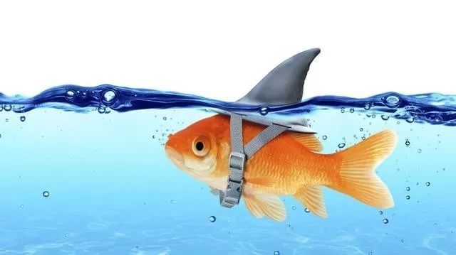 德州扑克中的鱼、鲨鱼、鲸鱼是什么意思？